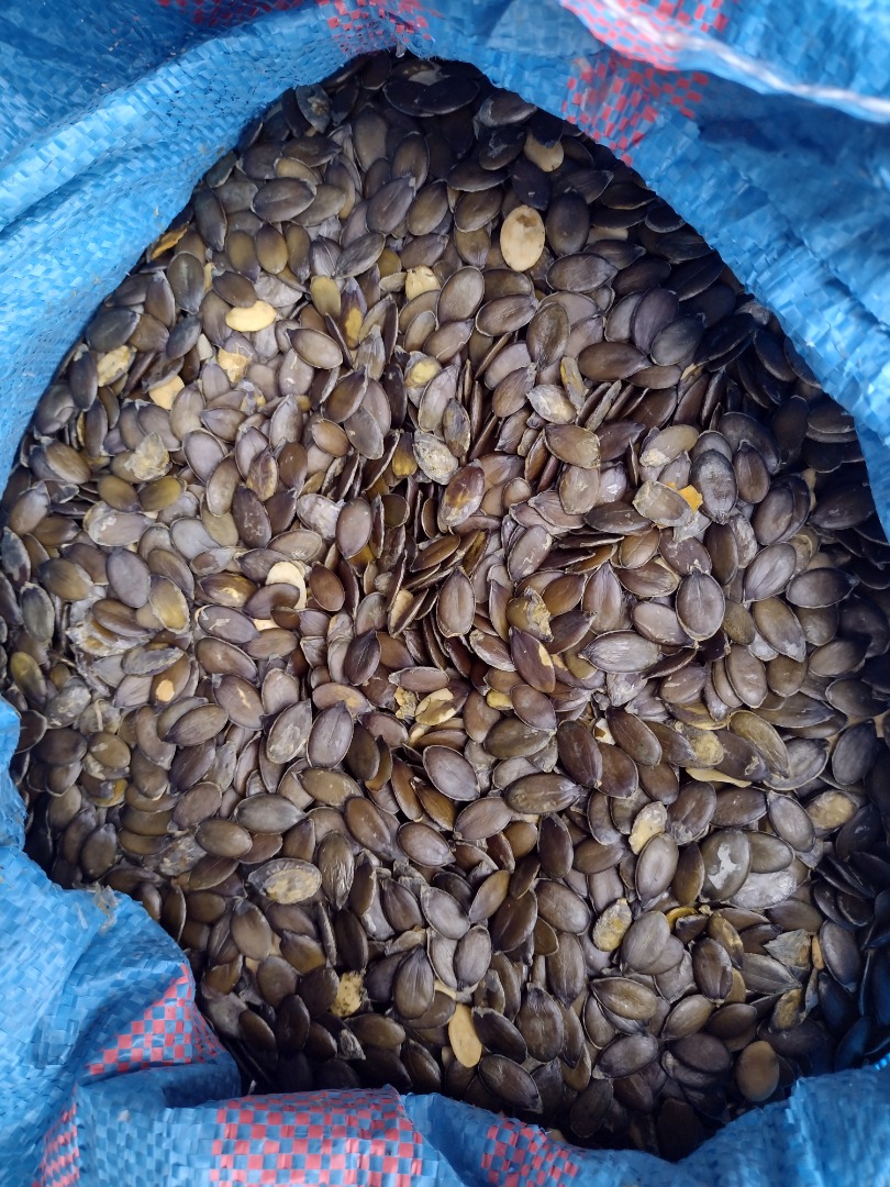 Venderé 4,2t de semillas de calabaza, cosecha 2024, envasadas en bolsas de 25kg o BigBags