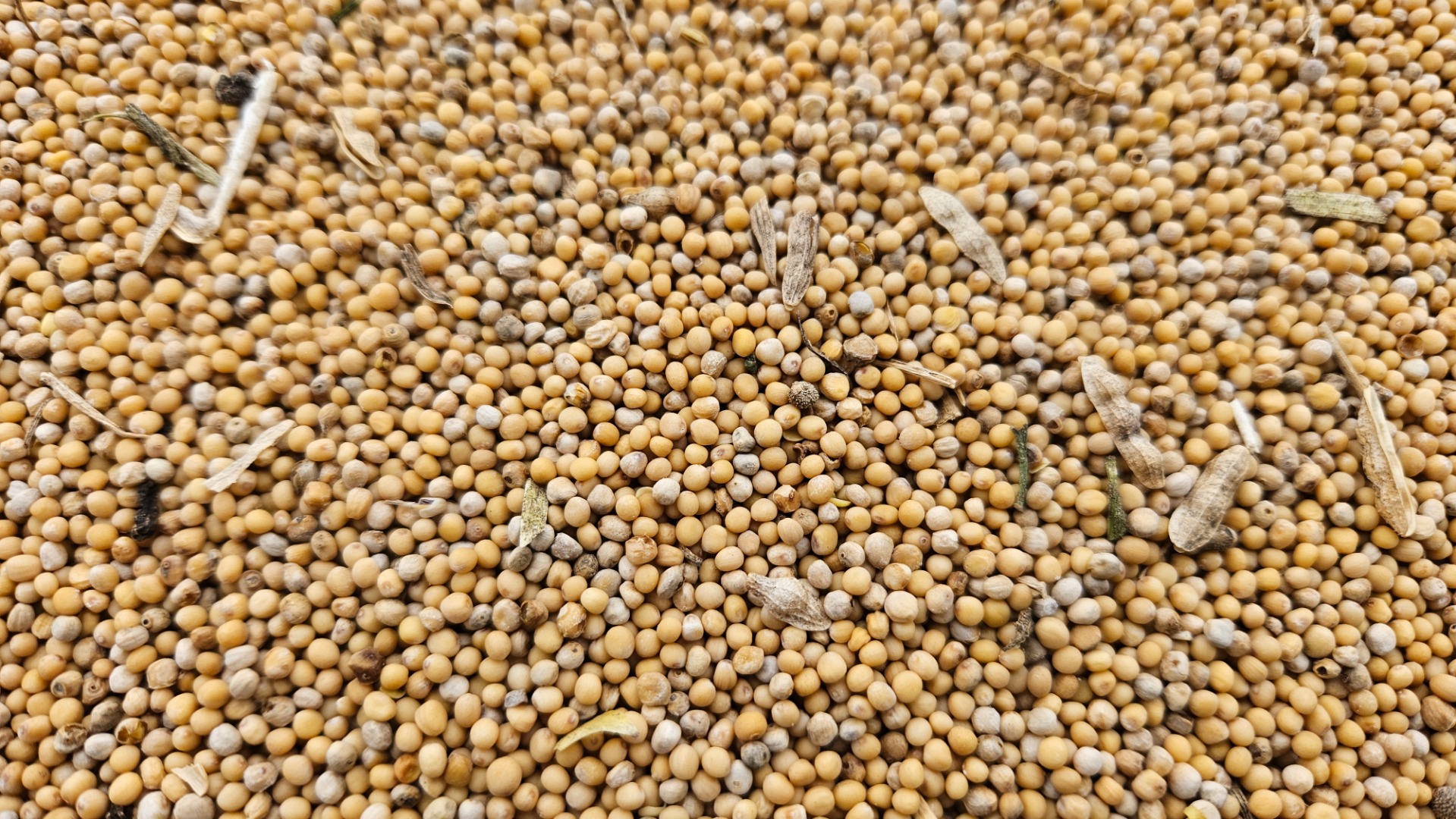 Venderé ~24t de mostaza blanca, producto propio del agricultor, cerca de Włocławek, carga a granel, cosecha 2024
