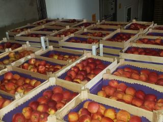 Manzanas frescas directamente del fabricante Nuestra oferta incluye: •