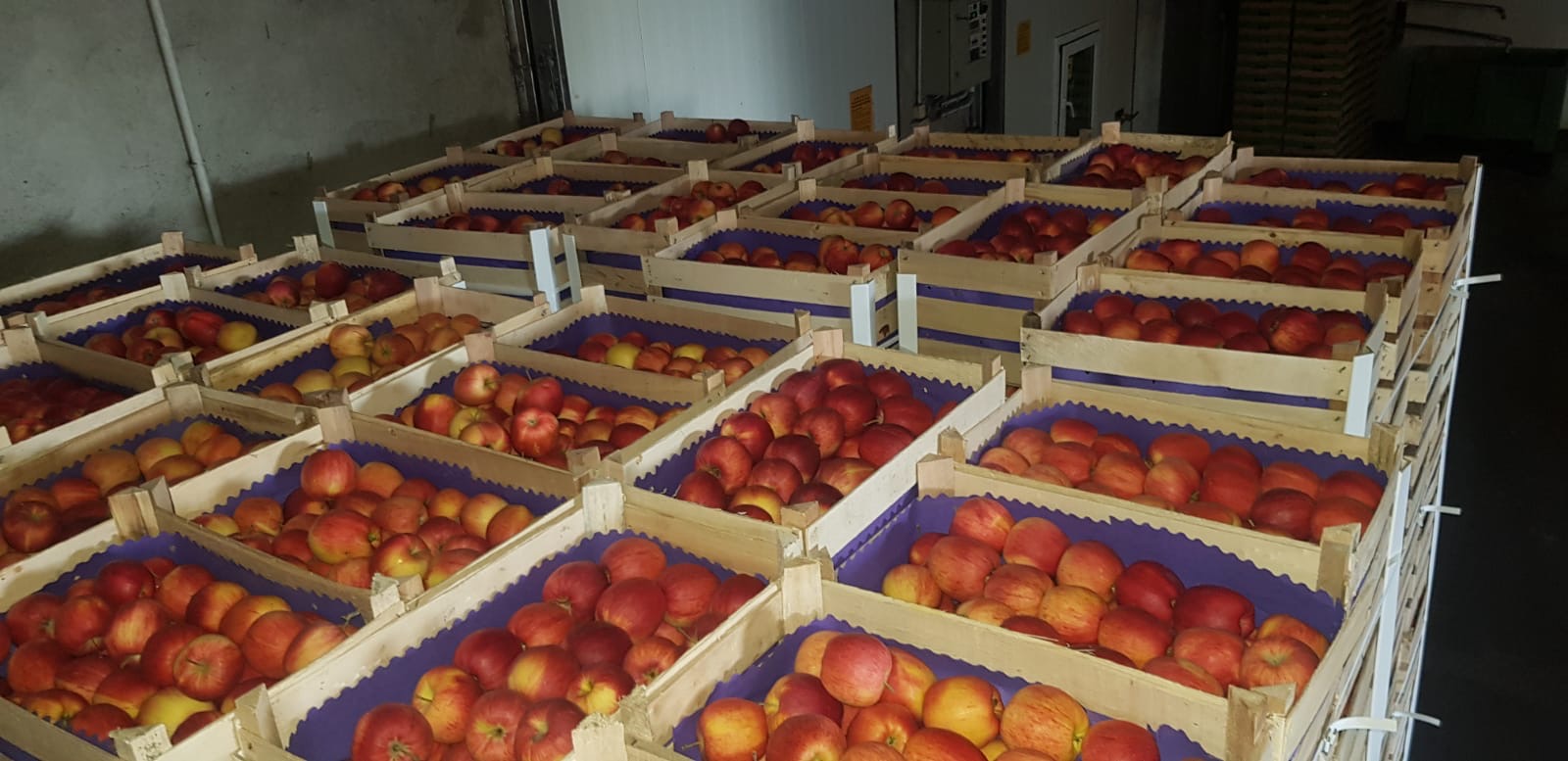 Manzanas frescas directamente del fabricante Nuestra oferta incluye: • Manzanas Gala Royal, calibración 65+, • Envasadas en cajas de cartón de 13 kg o cajas de