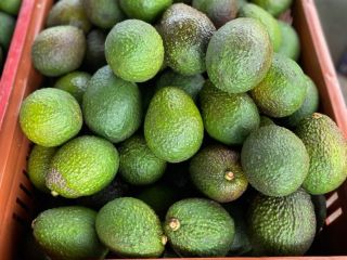 Ofrecemos aguacates frescos HASS grado 1 de Colombia, que