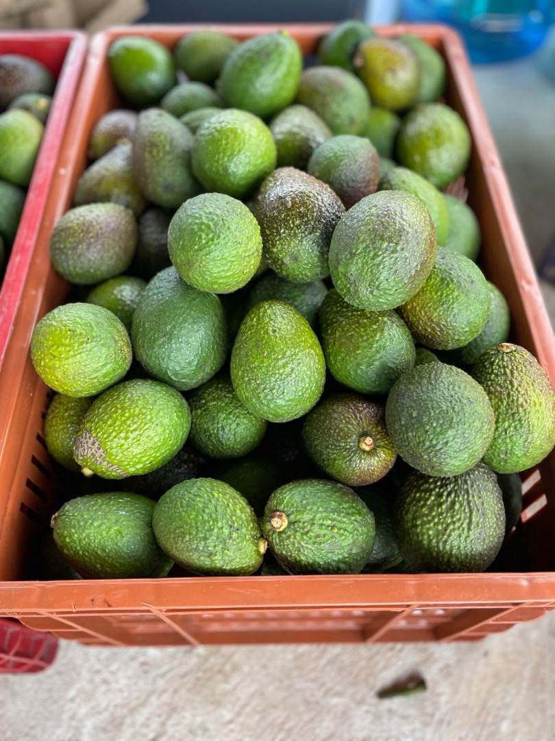 Ofrecemos aguacates frescos HASS grado 1 de Colombia, que llegarán a Rotterdam la próxima semana (semana 5/25), clasificados y envasados en cajas de plástico