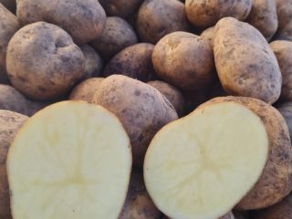 Patatas Melodía, Gala, Madrid, Néctar.