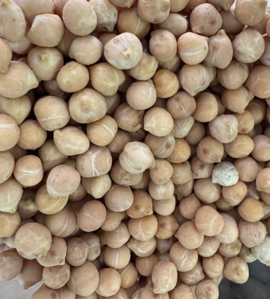 Garbanzos GARBANZOS (TIPO KABULI) Cosecha 2024 Humedad: 12,0 % Máx