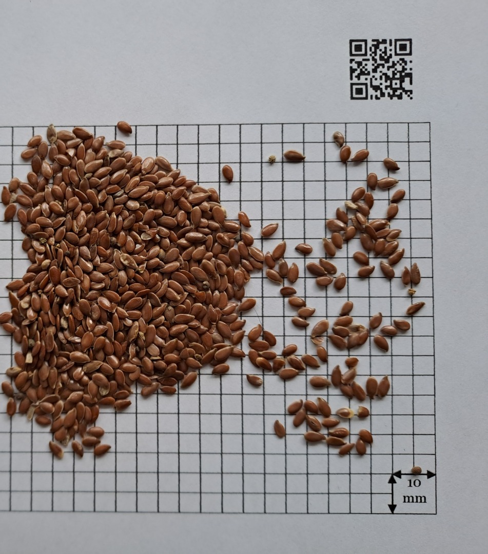 Nuestra empresa "Ingran BV" se especializa en el comercio de semillas oleaginosas, cereales y legumbres de la más alta calidad en toda Europa y además está
