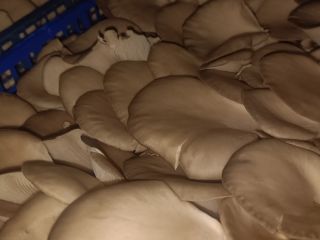 Hongo ostra disponible para la venta en nuestra propia