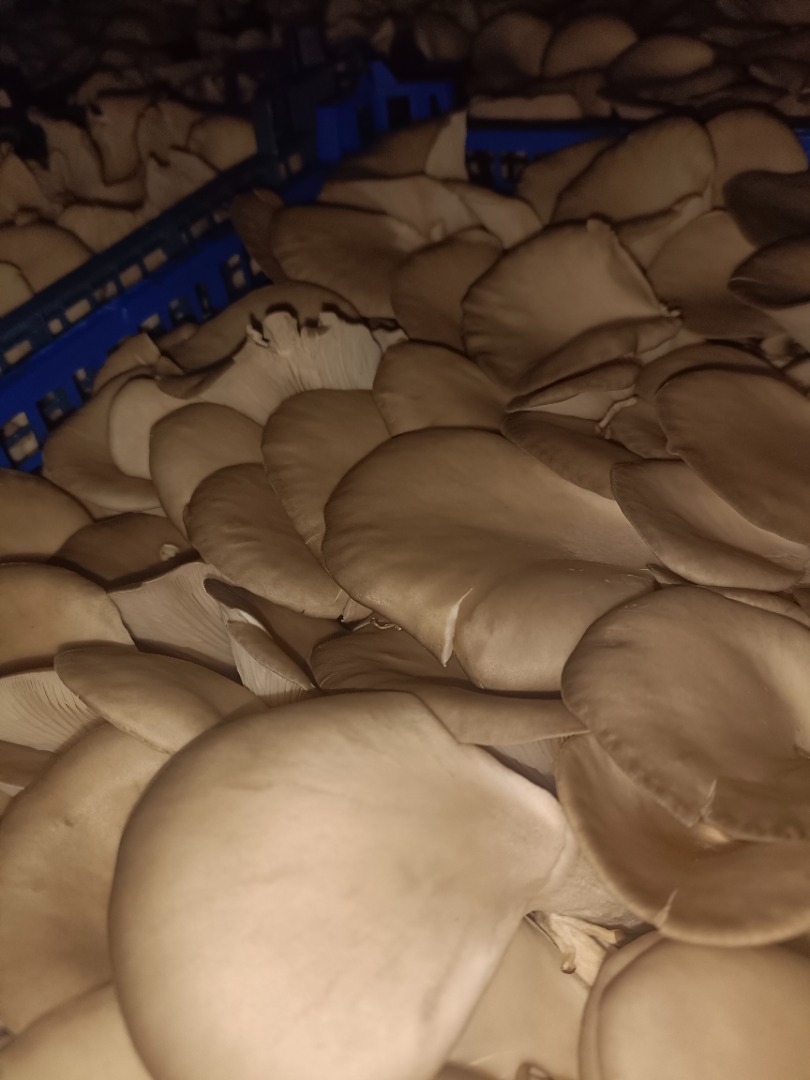 Hongo ostra disponible para la venta en nuestra propia granja