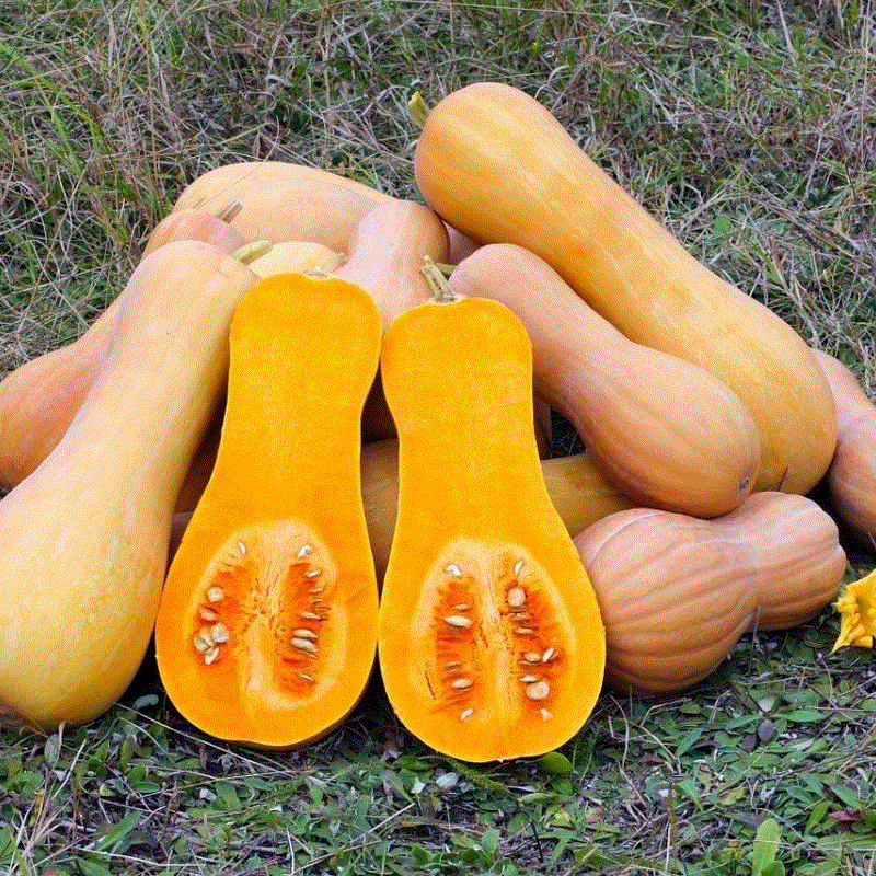 Producimos calabazas ecológicas (con certificado orgánico). 4 variedades: Butternut,