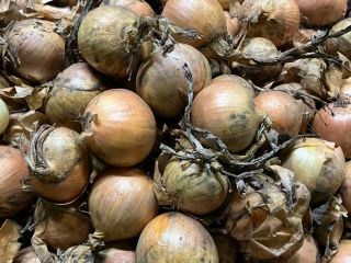 Compraré cebollas amarillas para pelar, de al menos 40