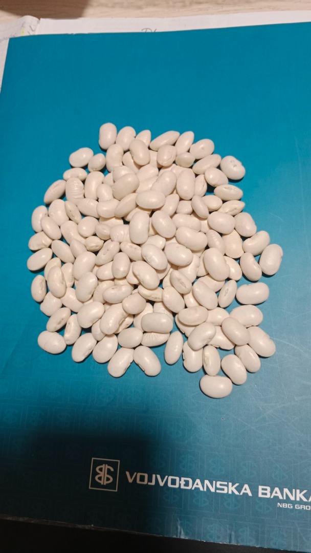 Frijoles blancos, nacidos en 2024, primera clase 100-110 granos en 100 g