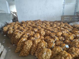 Somos productores de patatas de Turquía. Patatas de 1ª