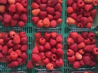 Hola, producimos frambuesas de túnel, grosellas rojas, arándanos, tenemos