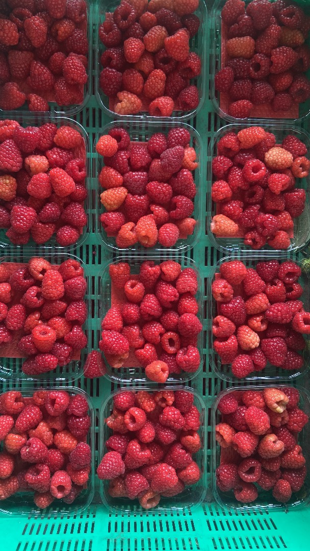 Hola, producimos frambuesas de túnel, grosellas rojas, arándanos, tenemos Global GAP y exportamos otras frutas y verduras frescas