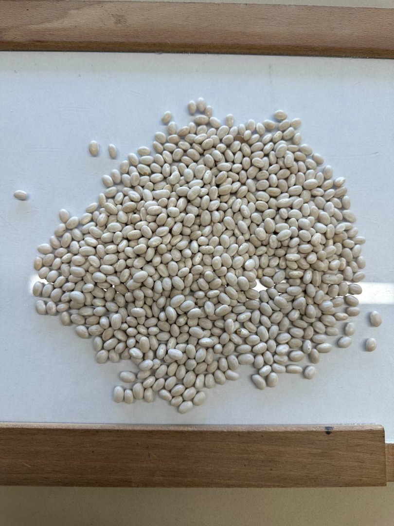 ¡Buen día! Estimados clientes, Somos la empresa: FLAX TRADE GROUP LTD de Ucrania, nos complace ofrecerles semillas de frijol blanco pelado de alta calidad para