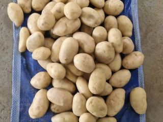 Patata Spunta de calibre grande (también disponible en tamaño