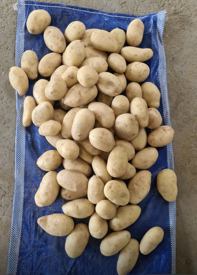 Patata Spunta de calibre grande (también disponible en tamaño pequeño y mediano), envasada en sacos de 10 kg o a convenir