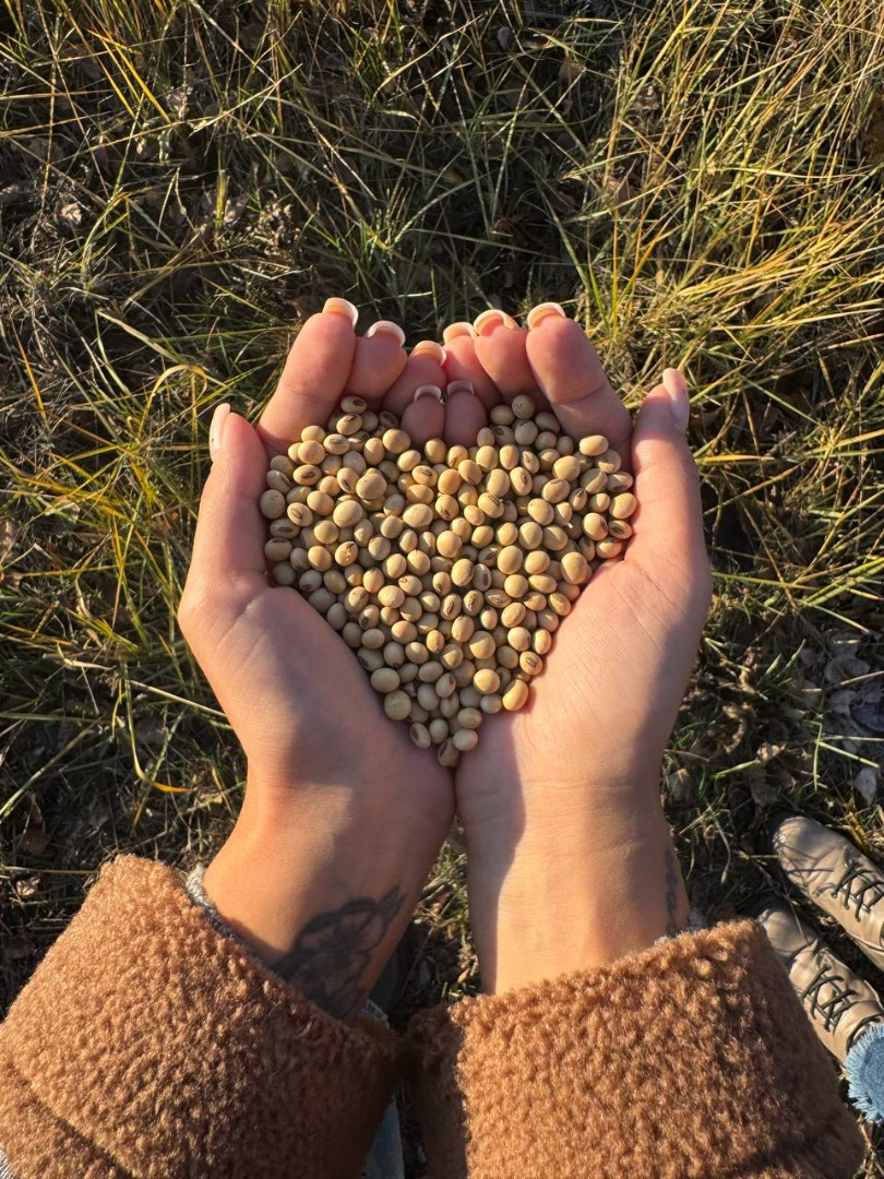 La semilla de soja es la más común entre las leguminosas de grano y los cultivos oleaginosos