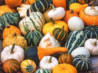 Hola. Tengo 20 años y quiero plantar calabazas ornamentales