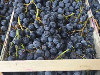 Poseo más de 70 toneladas de uvas negras de