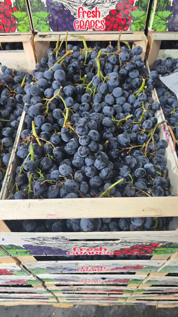 Poseo más de 70 toneladas de uvas negras de mesa Calidad 1