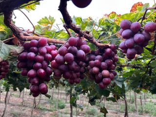 Venta de Uva Red Globe para Exportación - Piura,