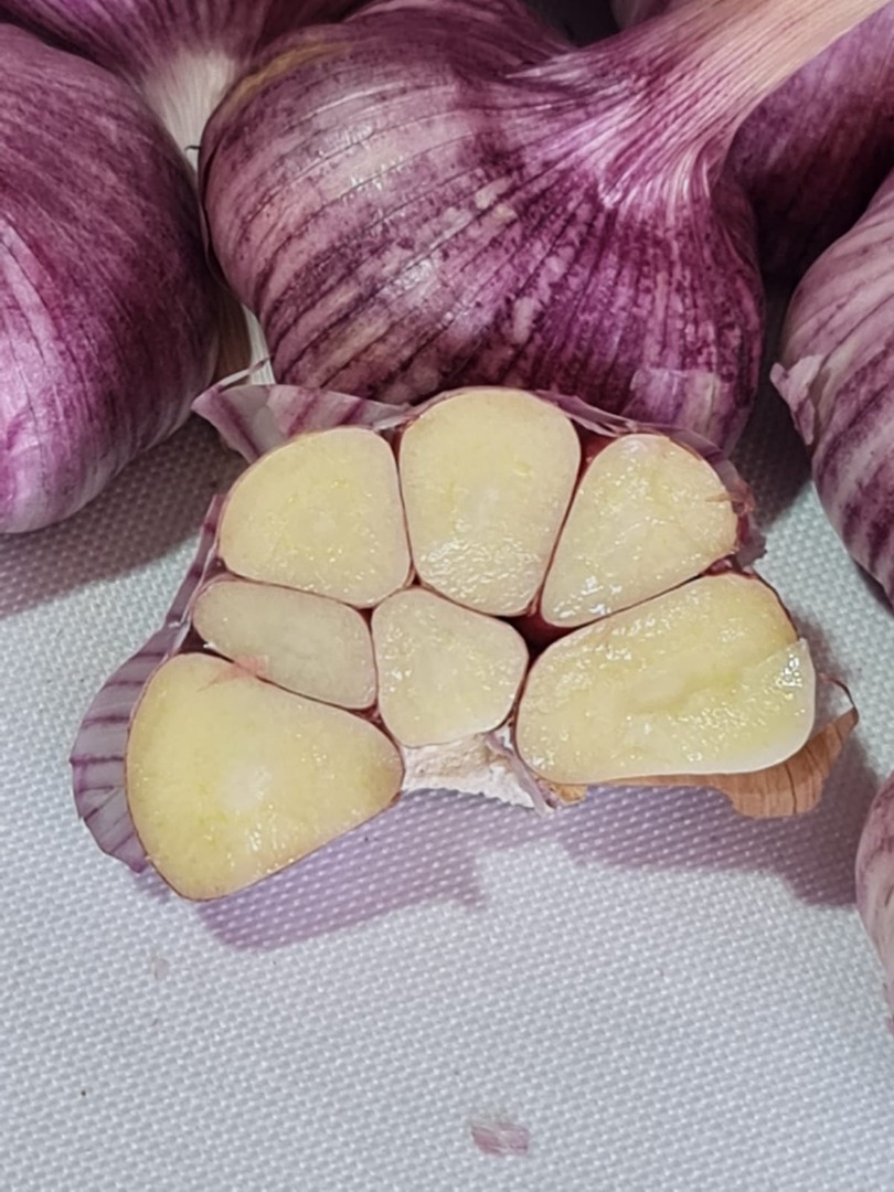 Ajo morado cosechado en diciembre de 2024, ya seco
