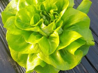 Lechuga mantecosa en venta por una semana, semana y