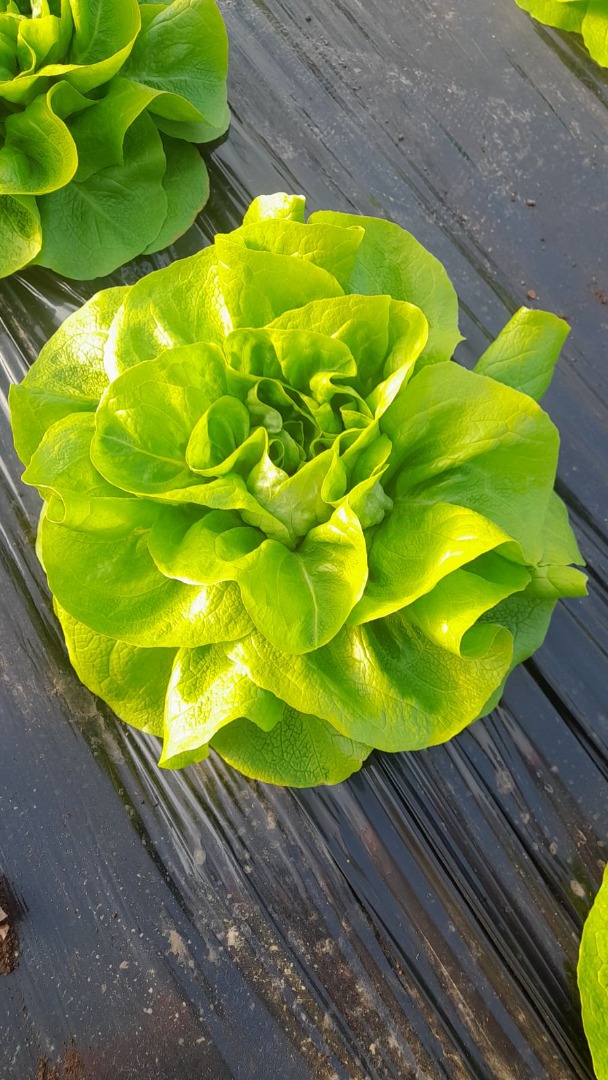 Lechuga mantecosa en venta por una semana, semana y media