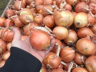 ¡¡¡Cebollas de primera calidad!!! ¡¡¡Exportar!!! ¡¡¡ADAPTAR!!!
