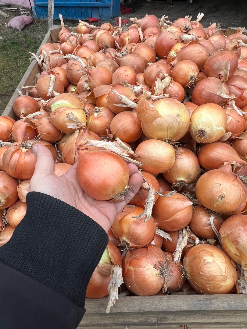 ¡¡¡Cebollas de primera calidad!!! ¡¡¡Exportar!!! ¡¡¡ADAPTAR!!!