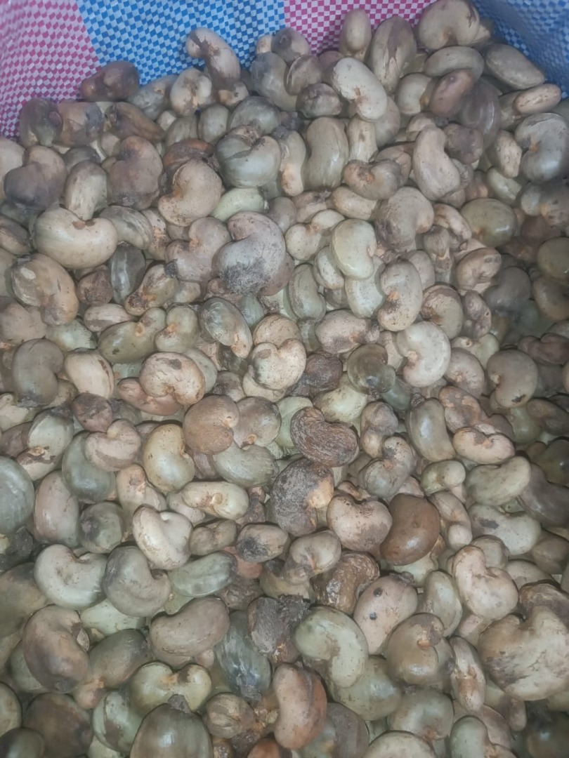Anacardos crudos disponibles