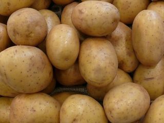 Papas de mesa – al por mayor de la
