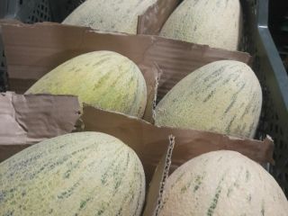 Fruta liofilizada Fresa -16$ kg Exportación a todo el