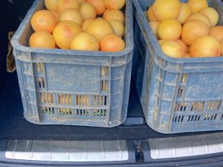 1200T de Pomelo de Marruecos.