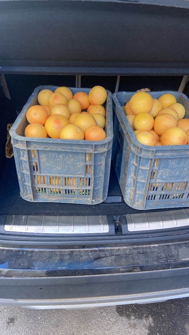 1200T de Pomelo de Marruecos