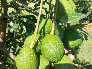 M&K organic es una empresa registrada en Polonia que