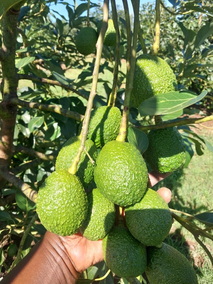 M&K organic es una empresa registrada en Polonia que importa aguacates frescos, como Hass y Fuerte, desde Kenia a Europa