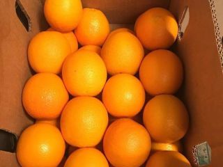 Hola, ofrezco la variedad Valencia, país de origen Egipto,