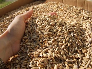 Trigo espelta 110 toneladas 0,40 euros/kg con certificado de