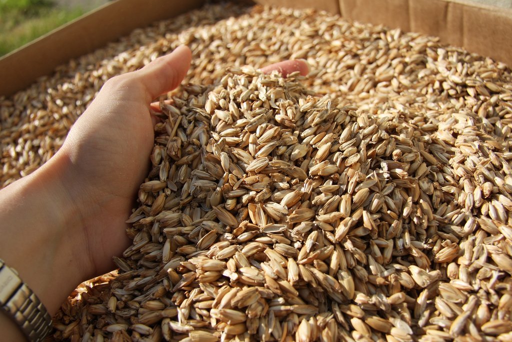 Trigo espelta 110 toneladas 0,40 euros/kg con certificado de Primoris que indica que no se utilizan pesticidas precio exw