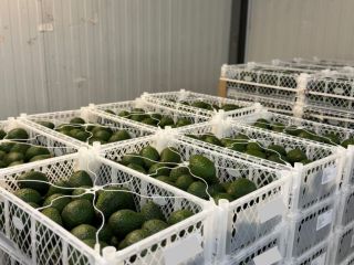 Vendo mezcla de aguacates Hass de Colombia en contenedores.