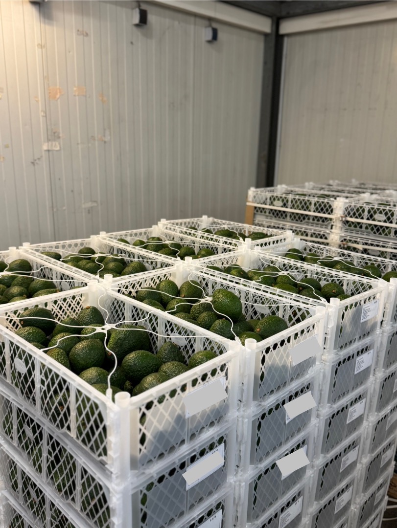 Vendo mezcla de aguacates Hass de Colombia en contenedores