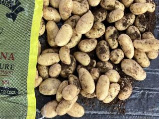 Podemos suministrar patatas egipcias de tamaño 40/60 o de