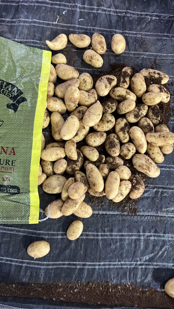Podemos suministrar patatas egipcias de tamaño 40/60 o de cualquier tamaño, envasadas en bolsas de malla de 10 kg y 25 kg