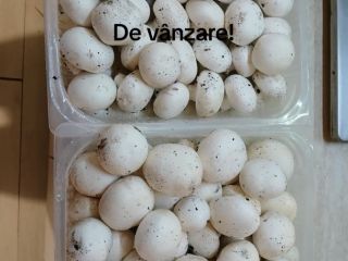 ¡Champiñones cultivados orgánicamente!