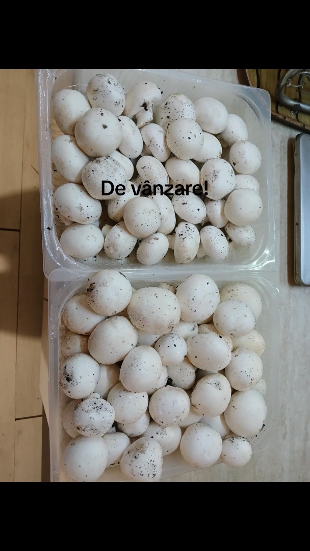 ¡Champiñones cultivados orgánicamente!