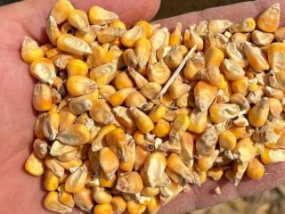 VENDEMOS MAIZ AMARILLO (ALIMENTACION ANIMAL) A GRANEL . CANTIDADES