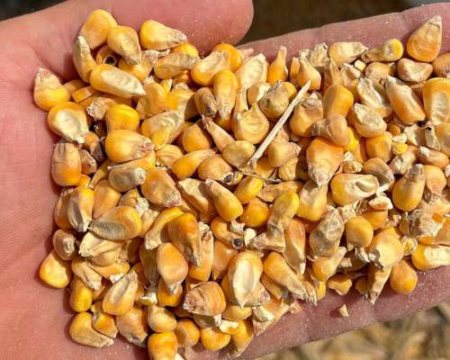 VENDEMOS MAIZ AMARILLO (ALIMENTACION ANIMAL) A GRANEL
