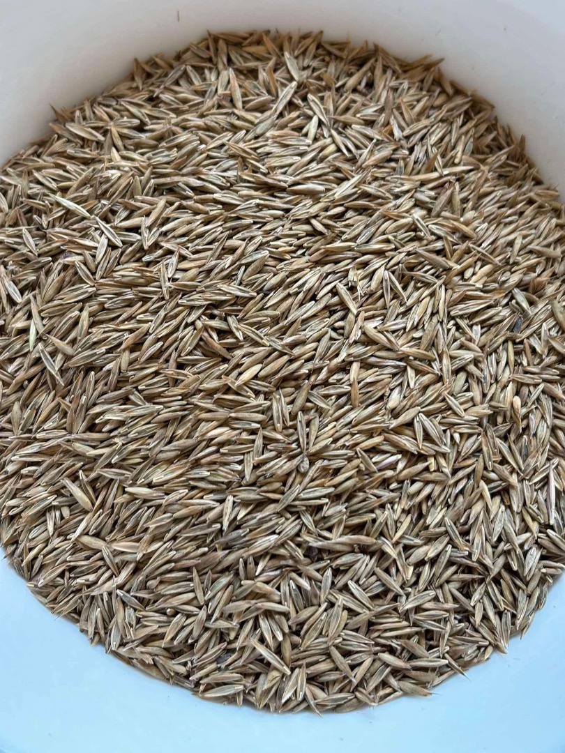 Venderé semillas de alfalfa de alta calidad, trébol rojo y trébol encarnado (semilla de alfalfa, trifolium pratense, trifolium incarnatum) y otras especies de