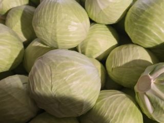 OFREZCO EN VENTA COL BLANCA DE ORIGEN POLACO O